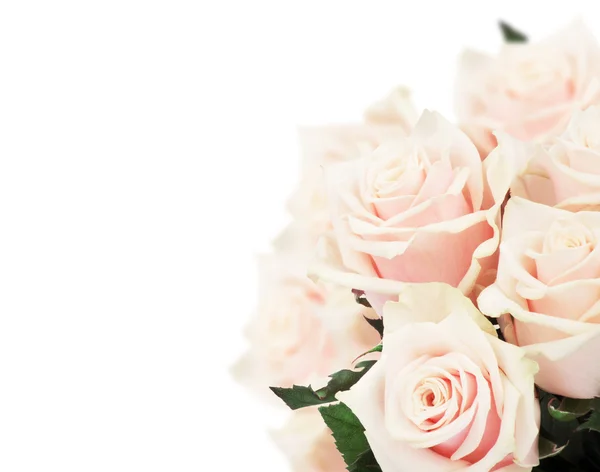 Pink roses — Stock Photo, Image