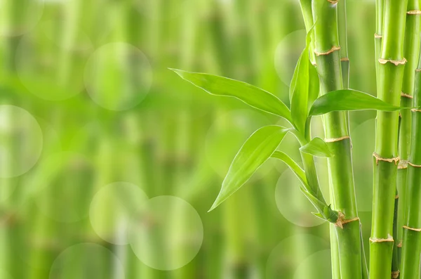 Bamboe achtergrond — Stockfoto