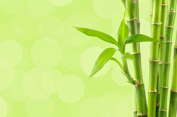 Bamboo background — Stock Photo, Image