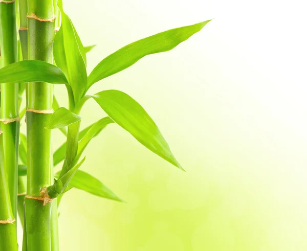 Bambus Hintergrund mit Kopierraum — Stockfoto