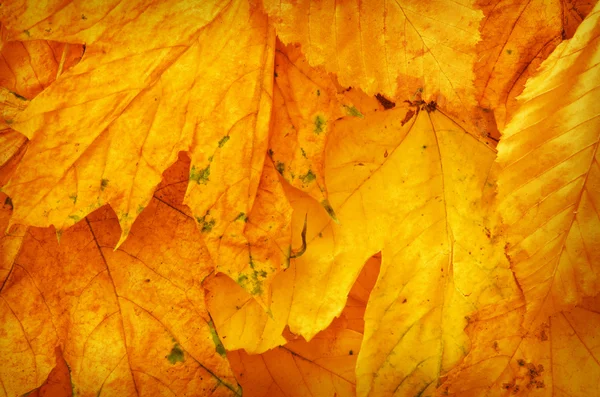 Herbstorangefarbene Blätter — Stockfoto