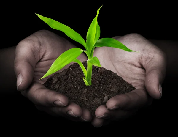 Planta en las manos — Foto de Stock