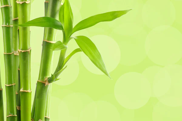 Bamboo background — Stock Photo, Image