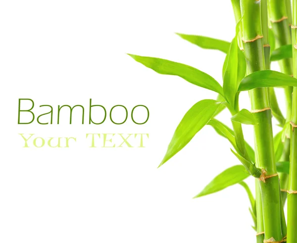 Фон бамбука с копировальным пространством — стоковое фото