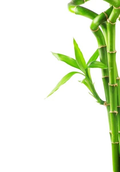 Bamboo on white background — Stock Photo, Image