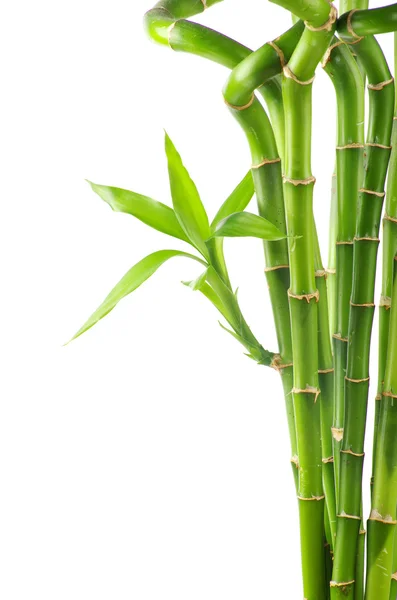Bambu sobre fundo branco — Fotografia de Stock