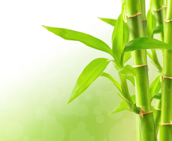 Bamboo background with copy space — Stock Photo, Image