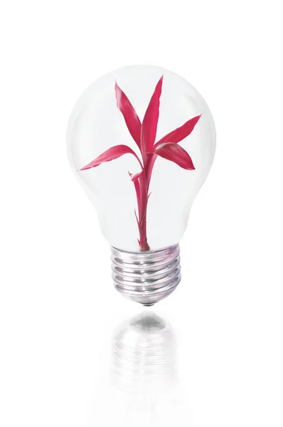 Bulb with red plant — Stock Photo, Image