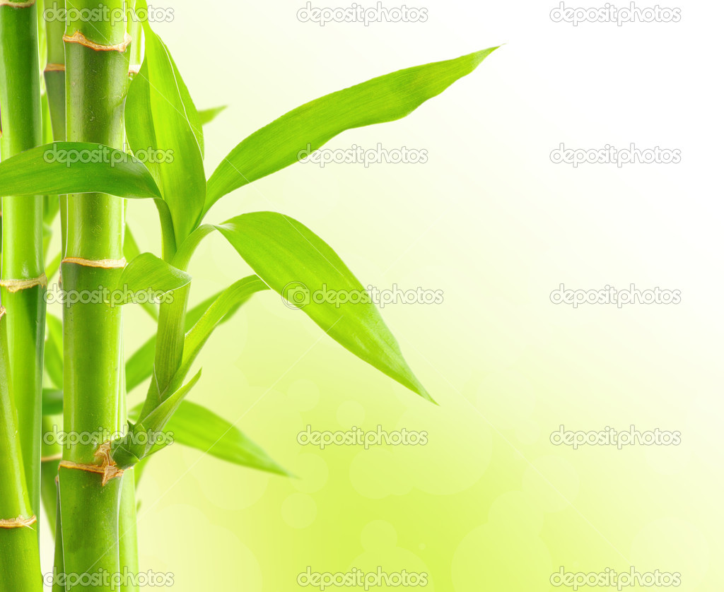 Bamboo background with copy space