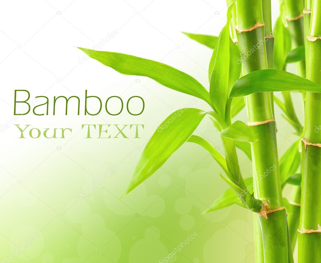 Bamboo background with copy space