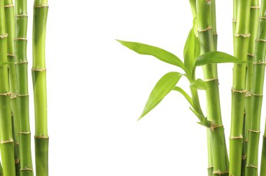 Bambu Arkaplanı