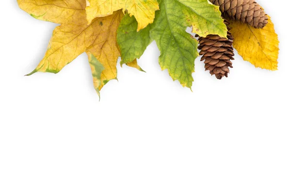 Autumn maple leaf isolated — Stock Photo, Image