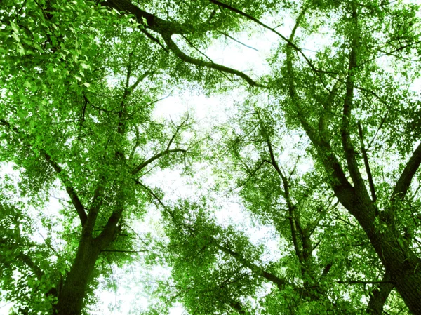 Green leaves — Stock Photo, Image