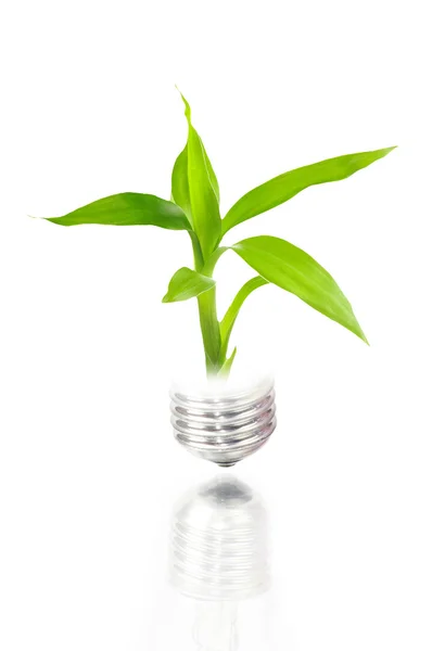 Concept écologique : ampoule avec plante à l'intérieur — Photo