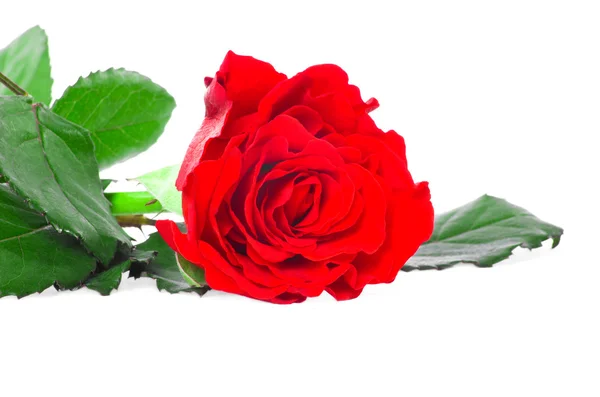 Red rose — Stock Photo, Image