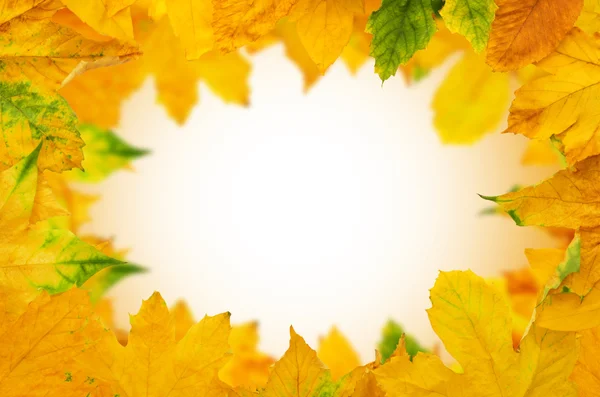 Autumn klonowe liście — Zdjęcie stockowe