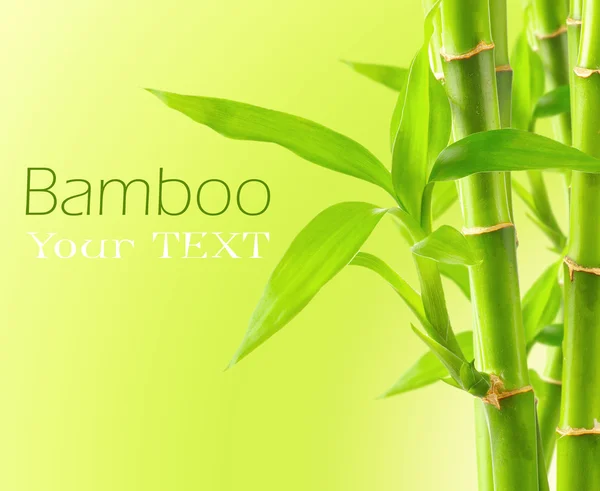 Bamboo background with copy space — Stock Photo, Image