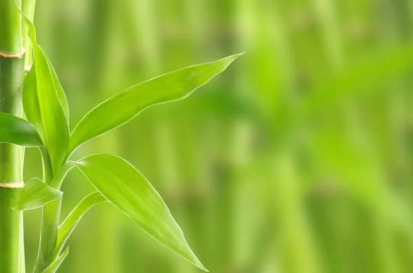 Bambus-Hintergrund — Stockfoto