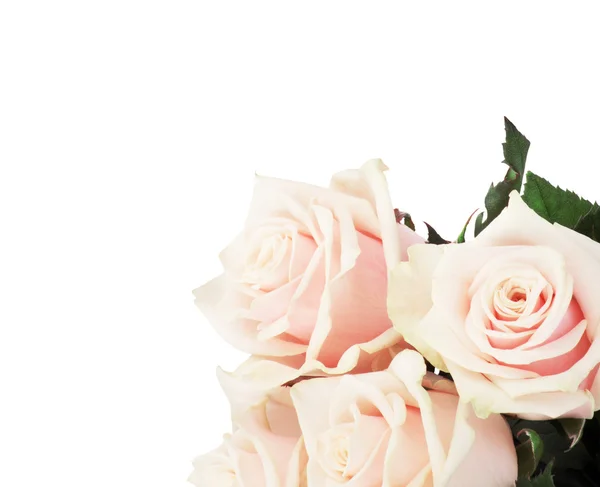 Pink roses — Stock Photo, Image