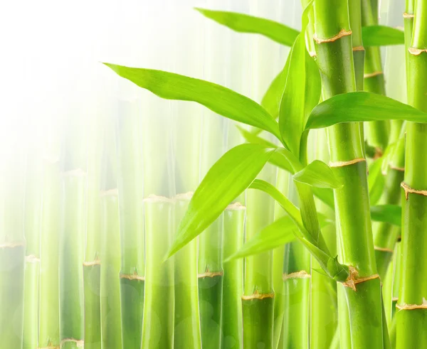 Fundo de bambu com espaço de cópia — Fotografia de Stock