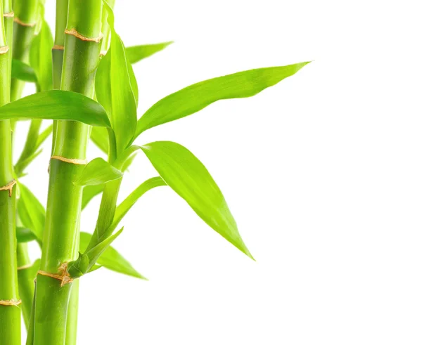 Bambusové pozadí s kopírovacím prostorem — Stock fotografie