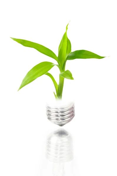 Eco concept: gloeilamp met plant binnen — Stockfoto