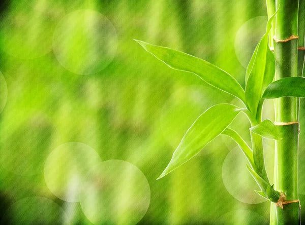 Grunge bamboo background — Stock Photo, Image