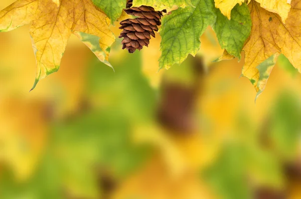 Fondo de otoño con hojas de arce — Foto de Stock