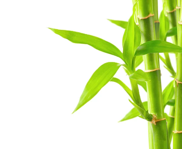 Bamboo background with copy space — Stock Photo, Image