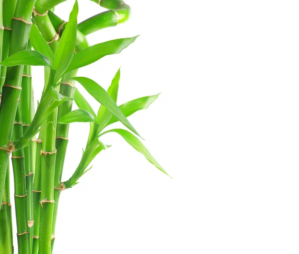 Bamboo — Stock Photo, Image