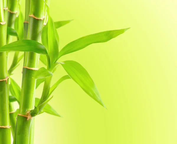 Bamboo background with copy space — Stock Photo, Image