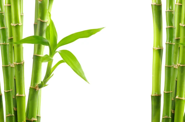 Bamboo background — Stock Photo, Image