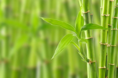 Bambu Arkaplanı
