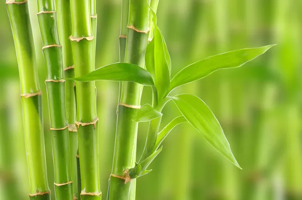 Bambu Arkaplanı — Stok fotoğraf
