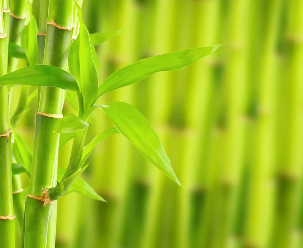 Fundo de bambu com espaço de cópia — Fotografia de Stock