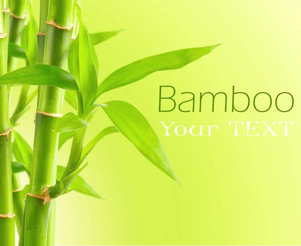 Bamboo background with copy space — Stock Photo, Image