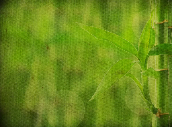 Grunge bamboo background — Stock Photo, Image