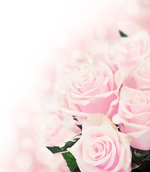 Pink roses — Stock Photo, Image