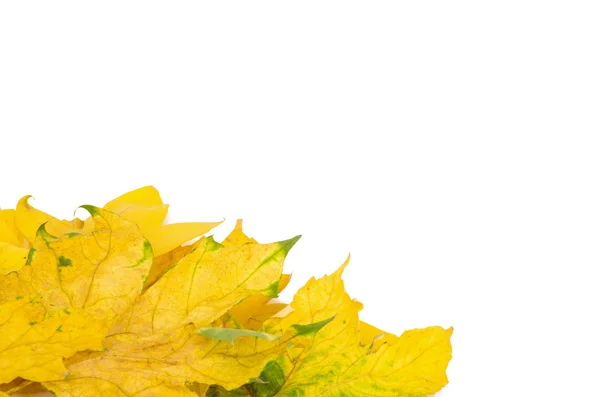 Vackra hösten blad isolerade i vit — Stockfoto