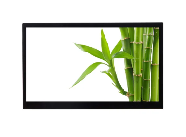 Bamboo in monitor — Stock Photo, Image