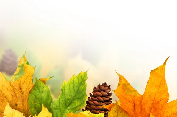 Herbst Hintergrund mit Ahornblättern — Stockfoto