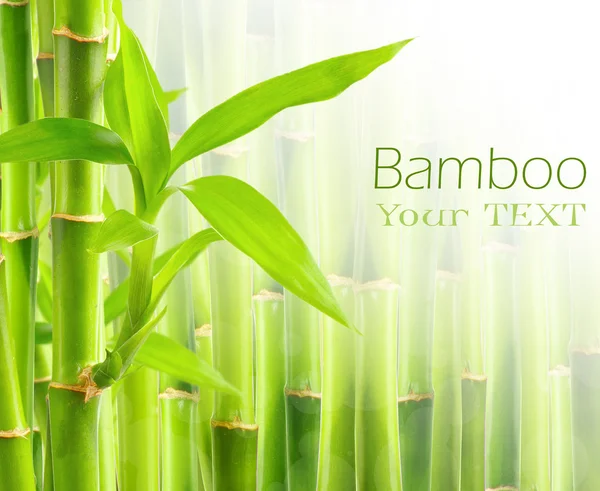 Bamboo background with copy space — Stock Photo, Image