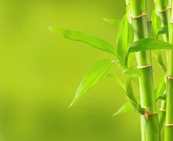 Bamboo background with copy space — Stock Photo, Image