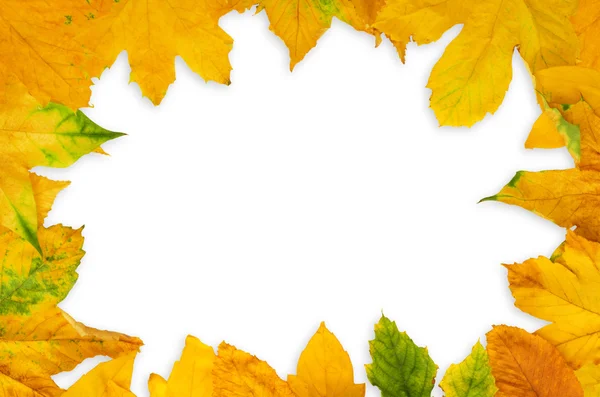 Autumn Maple Leafs — Stock Photo, Image