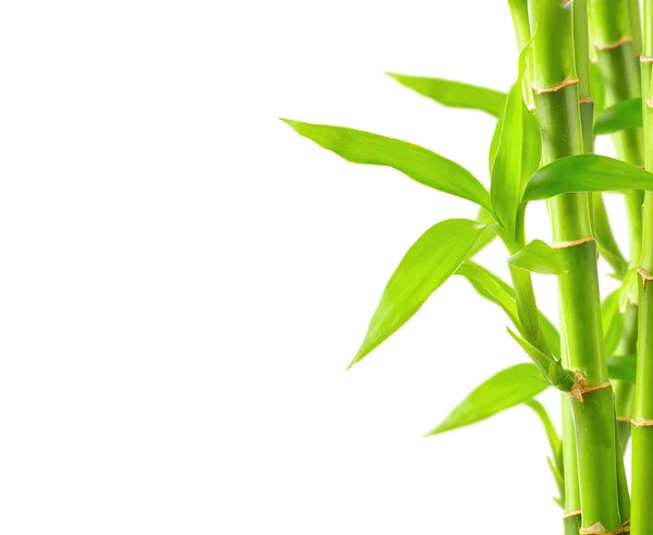 Bamboo background with copy space — Stock Photo, Image