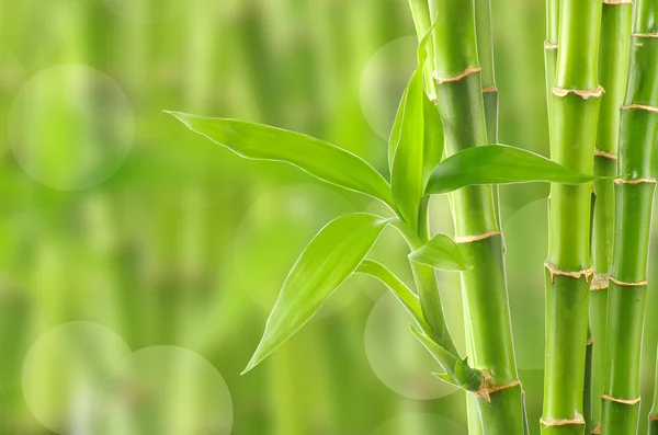 Bamboe achtergrond — Stockfoto