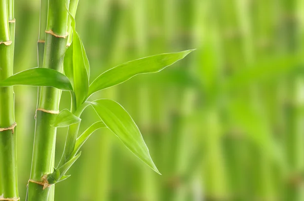 Fundo de bambu — Fotografia de Stock