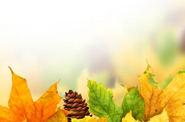 Herbst Hintergrund mit Ahornblättern — Stockfoto