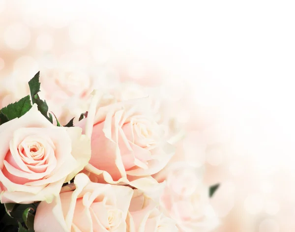 Pink roses — Stock Photo, Image