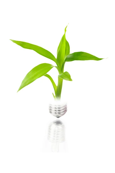 Concepto ecológico: bombilla con planta en el interior — Foto de Stock